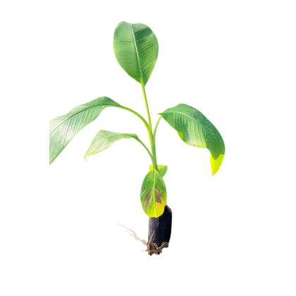 Pisang Nangka (Kultur Tisu)